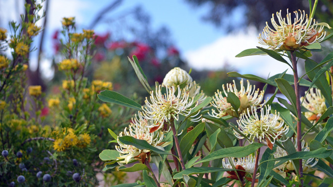 Green waste removal Brisbane. Image shows garden flowers and leaves.